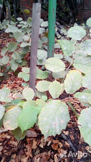 Орех фундук лещина,саженцы свой сад