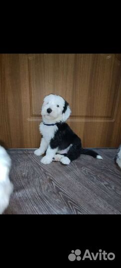 Бобтейл мишки