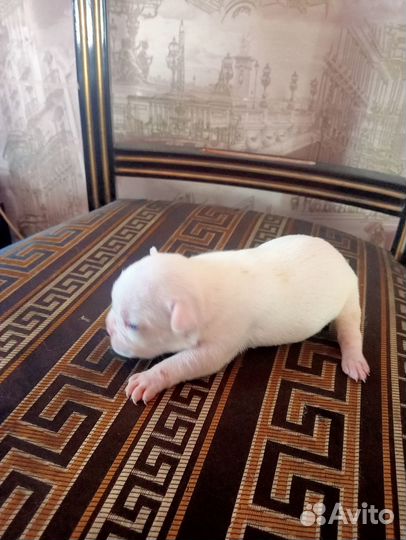 Щенки французского бульдога