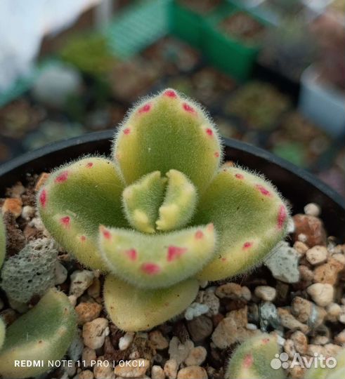 Суккуленты