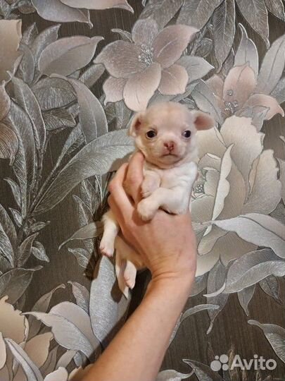 Снеговичок