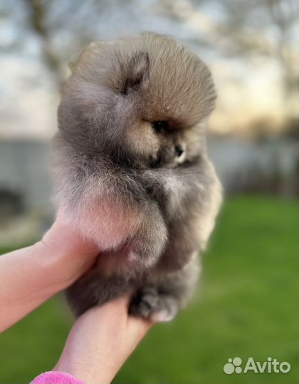 Девочка мишка померанский шпиц