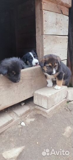 Щенки в добрые руки