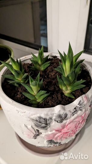 Хавортия тортуоза суккулет