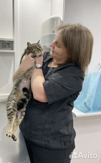 Кошка в дар