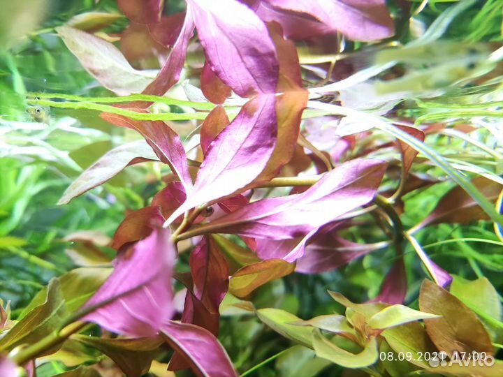 Аквариумные растения набор