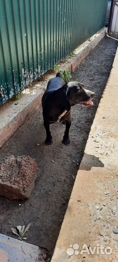 Охотничий пёс