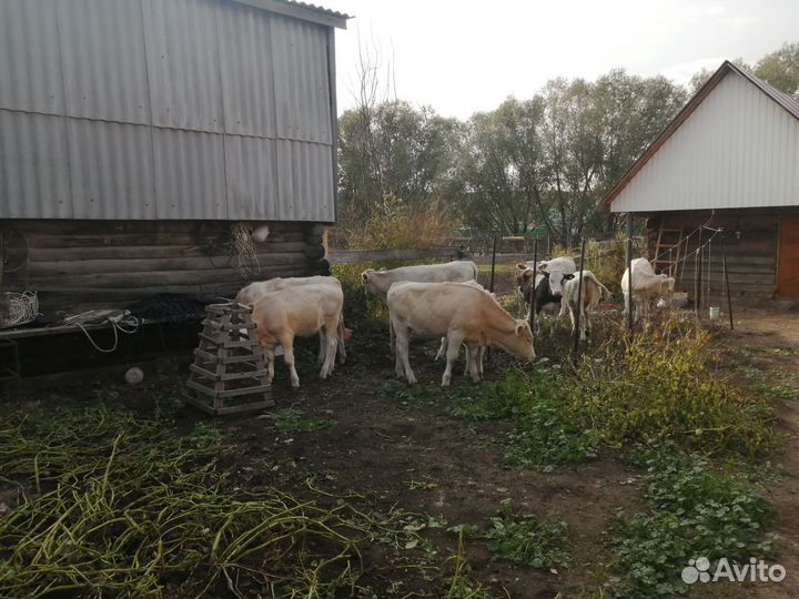 Телки, бычки