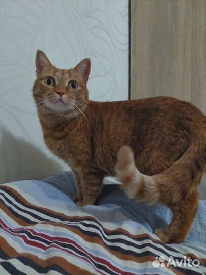 Кошке нужен дом