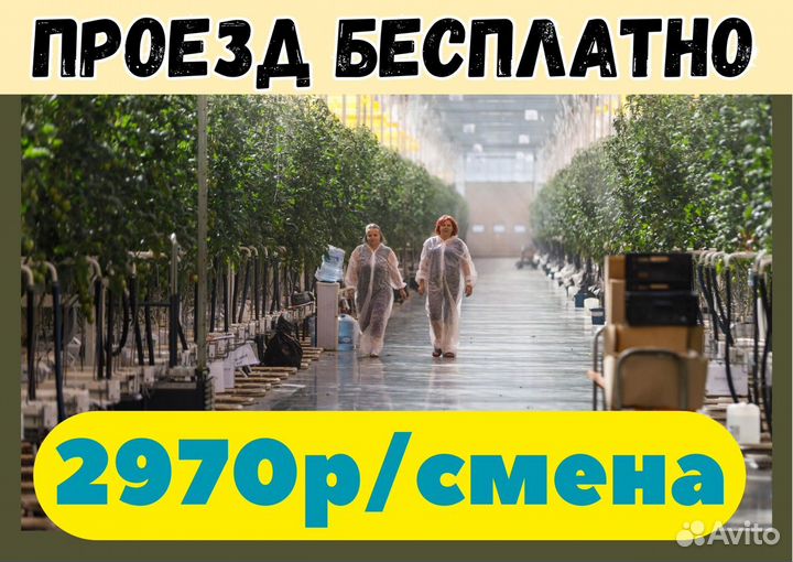 Фасовщик овощей. Вахта в Москве. Хорошая ставка