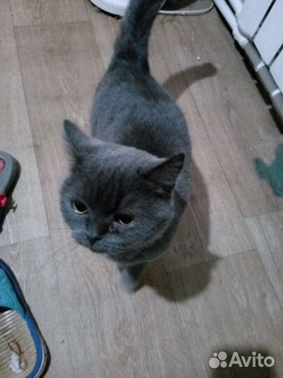 Британская кошка