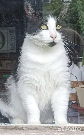 Мудрый, крупный кот с лимонными глазами Василий