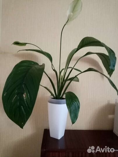 Спатифиллум сенсация