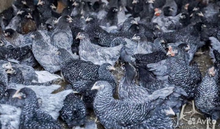 Куры-несушки