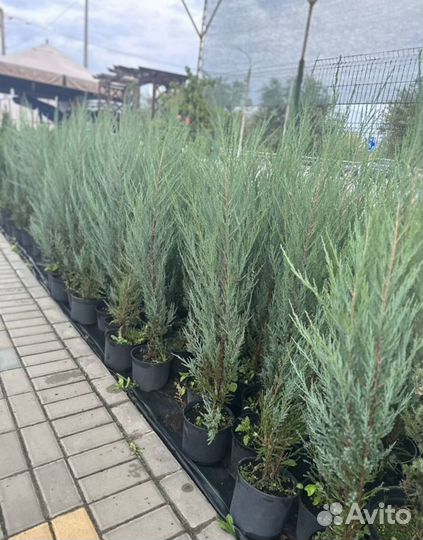 Можжевельник