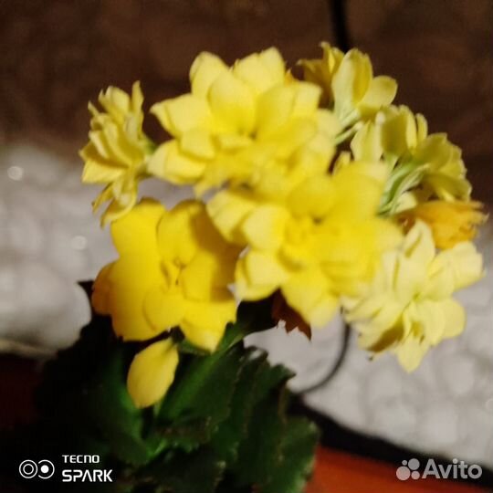 Каланхоэ цветущий продаю укоренённые ростки по 60р