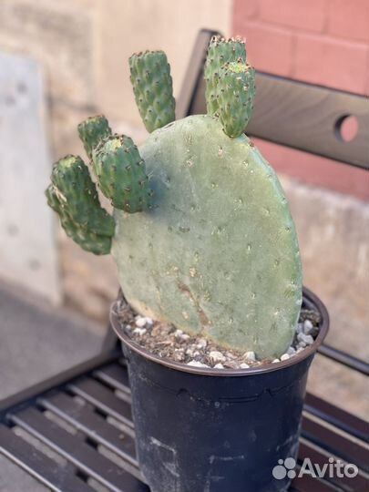 Кактус опунция