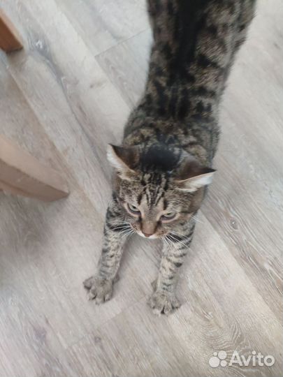 Котик помогите найти