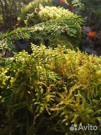 Мох сфагнум живой