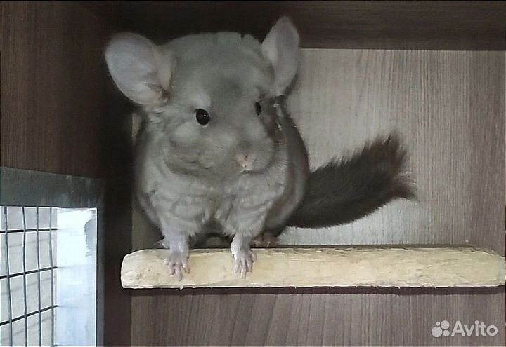 Мальчик шиншиллы