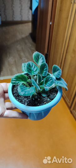 Комнатные растения цветы