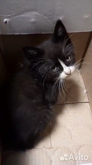 Кошка в добоые руки