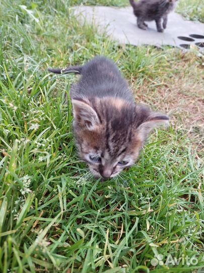 Котята в добрые руки. Бесплатно