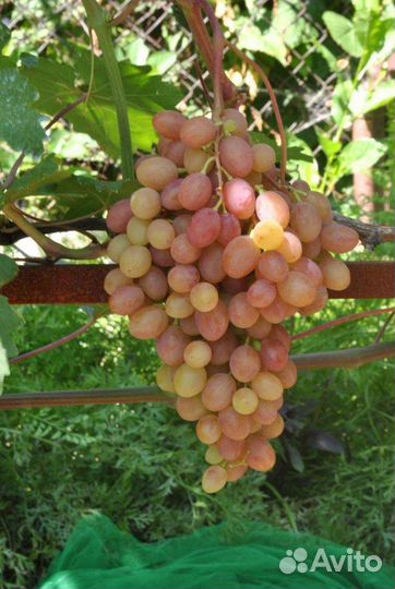 Румба,саженец