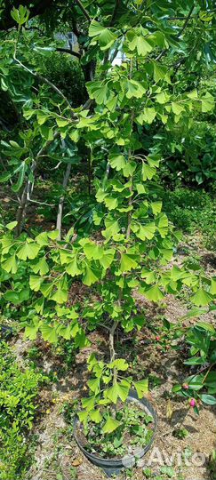 Гинкго двулопастный