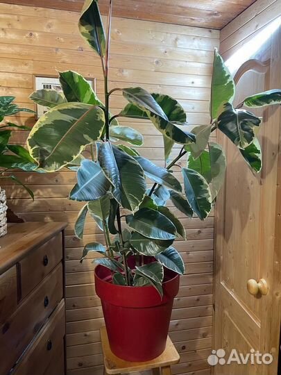 Фикус эластика тинеке D-27 /H-130, 3 ствола