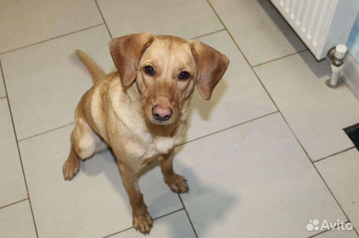 Собачка Буся ищет дом