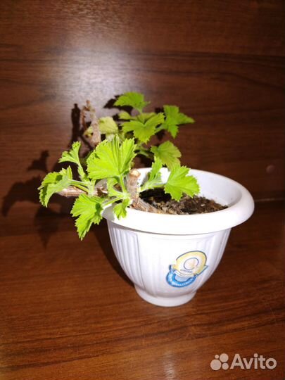 Продам герань пеларгония королевская