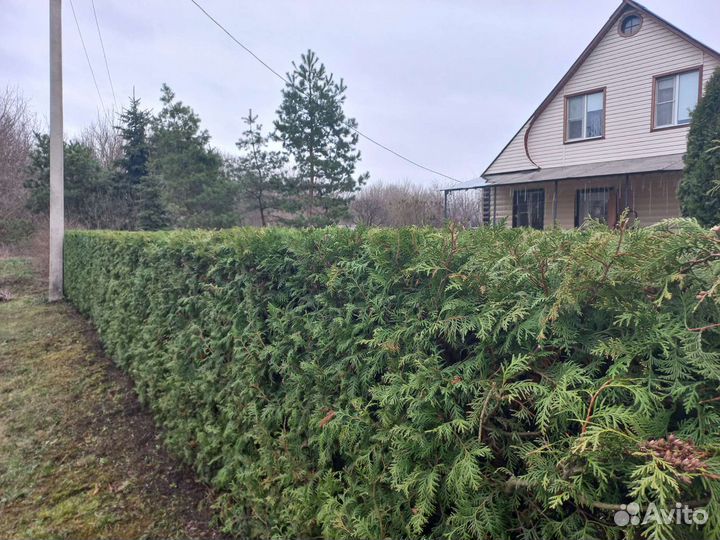 Туя В рассрочку для живой изгороди осень 2023