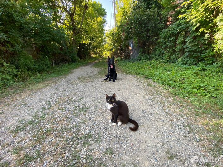 Дрессировка собак с передержкой