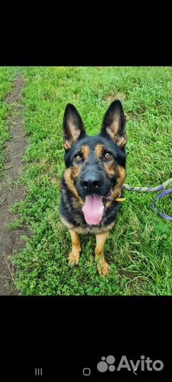 Собака из приюта