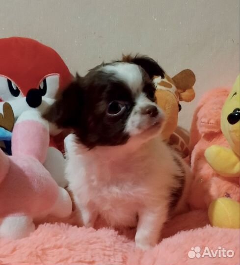 Мальчик стандарт