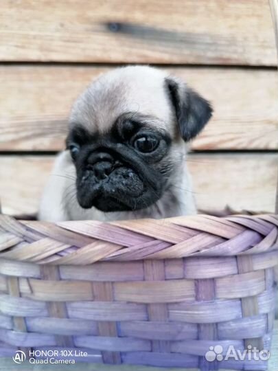 Щенки мопса