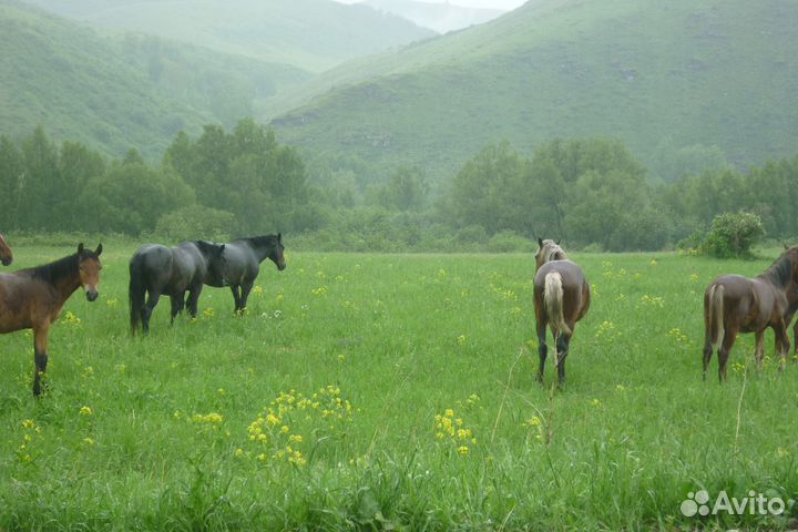 Пчеловодное хозяйство