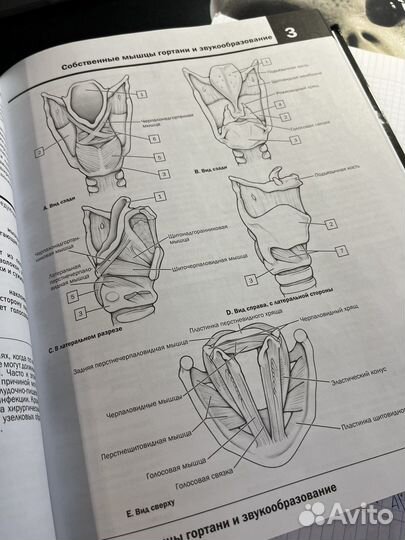 Анатомия атлас раскраска