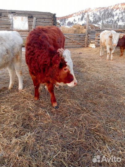 Продам Тёлочку