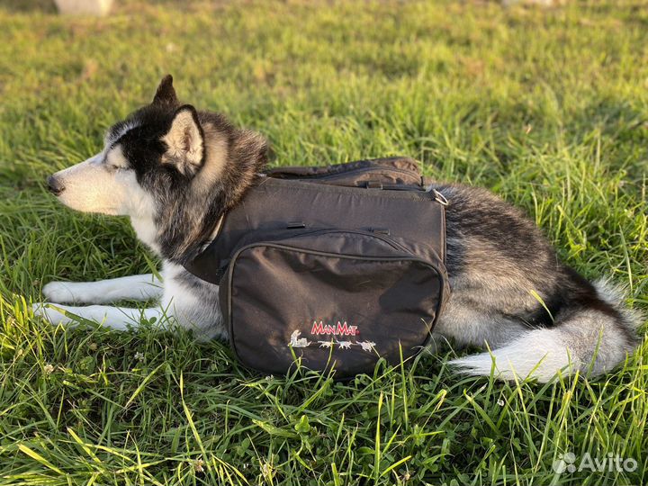 Рюкзак для походов с собакой