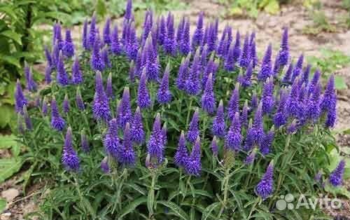 Вероника голубая (многолетник)