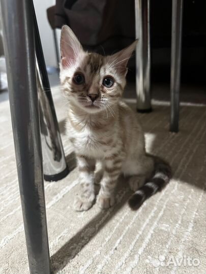 Бенгальская