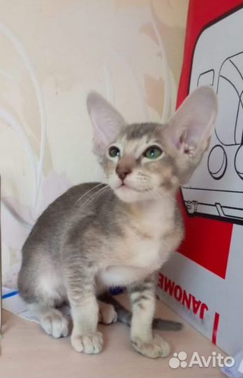 Ориентальные котята