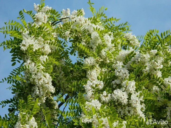 Белая акация