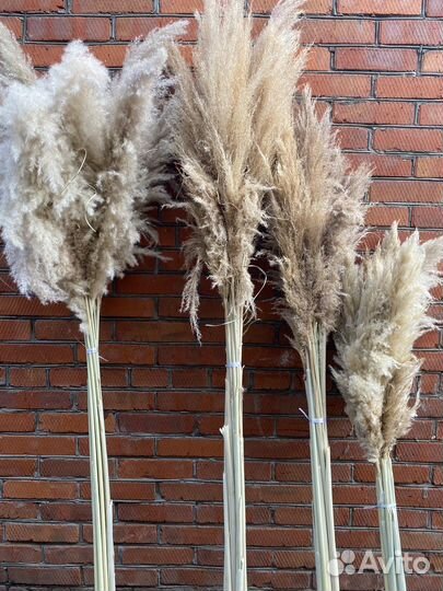 Пампасная трава