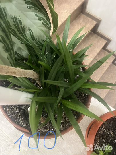 Комнатные растения