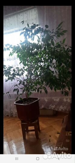 Бенджамина