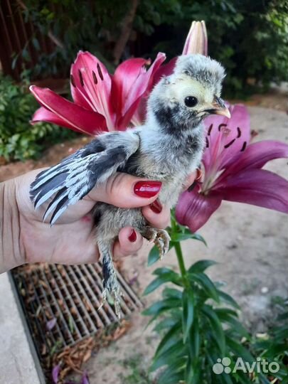 Инкубационное яйцо Павловских кур