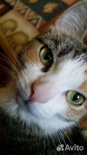 Передержка кошек и котов